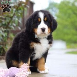 Bingo/Bernese Mountain Dog									Puppy/Male	/9 Weeks,Meet Bingo, our stunning Bernese Mountain Dog with a heart as big as his chunky, muscular build! This handsome boy is a showstopper with his lush, tri-colored coat, stout legs, and signature blocky head that gives him that classic Berner charm. This little guy is the perfect mix of strength and sweetness—his goofy, affectionate personality keeps us smiling every day. Whether he’s romping in the yard or lounging at your feet, he’s always full of love and loyalty.