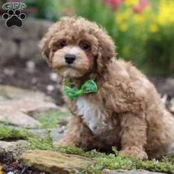 Max/Yorkie Poo									Puppy/Male	/13 Weeks,Meet Max – our adorable F1B Yorkipoo with a big heart and an even bigger personality! With his soft, eye-catching coat and playful spirit, Max loves to explore, chase toys, and snuggle up after a day of fun. He’s full of puppy energy but always ready for cuddle time.