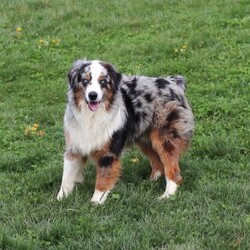 Snorkel/Miniature Australian Shepherd									Puppy/Male	/8 Weeks,Introducing Snorkel, our incredibly smart and sweet AKC Miniature Australian Shepherd puppy! With a coat as soft as a cloud and bright eyes full of curiosity, Snorkel is more than just adorable—he’s a clever little companion ready to bring energy, love, and fun into your life. Snorkel’s personality is as vibrant as his striking coat—outgoing, intelligent, and full of life. He’s been lovingly raised with daily attention to help him grow into a confident, well-socialized pup who’s ready to thrive in his forever home.