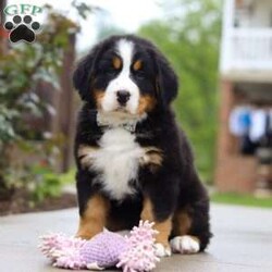 Bingo/Bernese Mountain Dog									Puppy/Male	/9 Weeks,Meet Bingo, our stunning Bernese Mountain Dog with a heart as big as his chunky, muscular build! This handsome boy is a showstopper with his lush, tri-colored coat, stout legs, and signature blocky head that gives him that classic Berner charm. This little guy is the perfect mix of strength and sweetness—his goofy, affectionate personality keeps us smiling every day. Whether he’s romping in the yard or lounging at your feet, he’s always full of love and loyalty.