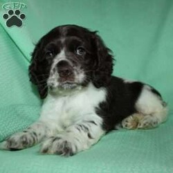 Sammy/Cocker Spaniel									Puppy/Male	/9 Weeks,Here comes a beautiful Cocker Spaniel puppy with floppy ears and a soft curly coat! This perfect puppy is up to date on shots and dewormer and vet checked! The mother Sandy is a sweet Cocker Spaniel and the father Maxer is handsome and smart! If you are looking for a puppy who is well socialized and loves attention contact us today! 