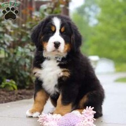 Bingo/Bernese Mountain Dog									Puppy/Male	/9 Weeks,Meet Bingo, our stunning Bernese Mountain Dog with a heart as big as his chunky, muscular build! This handsome boy is a showstopper with his lush, tri-colored coat, stout legs, and signature blocky head that gives him that classic Berner charm. This little guy is the perfect mix of strength and sweetness—his goofy, affectionate personality keeps us smiling every day. Whether he’s romping in the yard or lounging at your feet, he’s always full of love and loyalty.