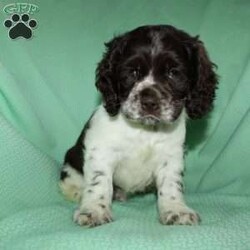 Sammy/Cocker Spaniel									Puppy/Male	/9 Weeks,Here comes a beautiful Cocker Spaniel puppy with floppy ears and a soft curly coat! This perfect puppy is up to date on shots and dewormer and vet checked! The mother Sandy is a sweet Cocker Spaniel and the father Maxer is handsome and smart! If you are looking for a puppy who is well socialized and loves attention contact us today! 