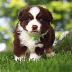 Snorkel/Miniature Australian Shepherd									Puppy/Male	/8 Weeks,Introducing Snorkel, our incredibly smart and sweet AKC Miniature Australian Shepherd puppy! With a coat as soft as a cloud and bright eyes full of curiosity, Snorkel is more than just adorable—he’s a clever little companion ready to bring energy, love, and fun into your life. Snorkel’s personality is as vibrant as his striking coat—outgoing, intelligent, and full of life. He’s been lovingly raised with daily attention to help him grow into a confident, well-socialized pup who’s ready to thrive in his forever home.