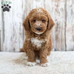 Redmond/Mini Labradoodle									Puppy/Male	/12 Weeks,This little guy would love to be your friend and make some wonderful memories with you! Redmond is looking for a loving home! Family raised, up to date on shots and dewormer, and comes with a 1 year genetic health guarantee. He’s socialized with our children, who help care for the puppies!! He comes with a small bag of food, blanket, toy and a collar. Give us a call today! We’re open Monday-Saturday 8-8 and closed on Sundays. Sunday messages will be returned on Monday. Country Echo Pets,  Raymond Lapp Sunbury Pa 17801 Pa Kennel License #17927