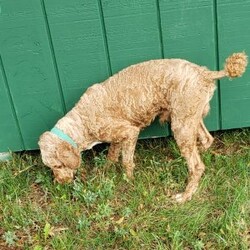 Redmond/Mini Labradoodle									Puppy/Male	/12 Weeks,This little guy would love to be your friend and make some wonderful memories with you! Redmond is looking for a loving home! Family raised, up to date on shots and dewormer, and comes with a 1 year genetic health guarantee. He’s socialized with our children, who help care for the puppies!! He comes with a small bag of food, blanket, toy and a collar. Give us a call today! We’re open Monday-Saturday 8-8 and closed on Sundays. Sunday messages will be returned on Monday. Country Echo Pets,  Raymond Lapp Sunbury Pa 17801 Pa Kennel License #17927