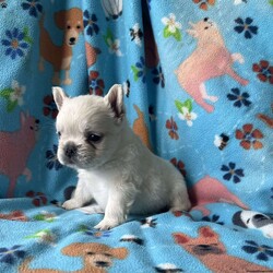 Benji/French Bulldog									Puppy/Male	/6 Weeks,Benji the gorgeous fluffy his hair is very soft and thick.Mom is a blue and tan fluffy and dad is a cream fluffy.Benji will be vet checked to assure all is well before going to his new home.comes with a records AKC papers.delivery is available deposit required to reserve.For more information please call or text Barb