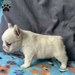 Benji/French Bulldog									Puppy/Male	/6 Weeks,Benji the gorgeous fluffy his hair is very soft and thick.Mom is a blue and tan fluffy and dad is a cream fluffy.Benji will be vet checked to assure all is well before going to his new home.comes with a records AKC papers.delivery is available deposit required to reserve.For more information please call or text Barb