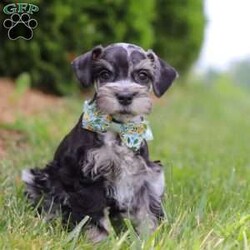 Liam/Miniature Schnauzer									Puppy/Male	/7 Weeks,Meet this charming Miniature Schnauzer boy named Liam—full of curiosity, affection, and personality! With his signature whiskered face and bright eyes, he’s both adorable and full of character. He has just the right balance of playful energy and loyal companionship. Whether he’s exploring his surroundings or snuggling close, he’s always ready to brighten your day. True to the Mini Schnauzer breed, he’s alert, intelligent, and naturally watchful—a little pup with a big heart.