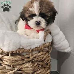 Handsome Hank/Shih Tzu									Puppy/Male	/7 Weeks,Hey folks ….. Meet Hank… I mean how seriously adorable is he. He will make the perfect addition to your family and bring you hours of entertainment and pure joy. He will be u t d on shots n dewormer vetted and microchipped as well. Both parents are very sweet. If you would like to set up an appointment to meet or adopt this little sweetheart, please text or call barb. A nonrefundable deposit of a $150 will hold the puppy for you. The best time to reach me is monday through saturday. 