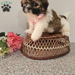 Little  Lishe/Shih Tzu									Puppy/Female	/7 Weeks,Hey folks… Just look at that adorable little face!!. She is sweet and precious n will make the perfect addition to your family. She is playful and smart and will bring you hours of entertainment and pure joy. If you would like to set up an appointment to meet or adopt this little girl, please text or call Barb. She will be vetted microchipped, u t d on shot n dewormer. Best time to reach me.Is monday through saturday. A non refundable deposit of one hundred and fifty dollars will hold the puppy for you.