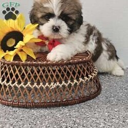 Handsome Hank/Shih Tzu									Puppy/Male	/7 Weeks,Hey folks ….. Meet Hank… I mean how seriously adorable is he. He will make the perfect addition to your family and bring you hours of entertainment and pure joy. He will be u t d on shots n dewormer vetted and microchipped as well. Both parents are very sweet. If you would like to set up an appointment to meet or adopt this little sweetheart, please text or call barb. A nonrefundable deposit of a $150 will hold the puppy for you. The best time to reach me is monday through saturday. 