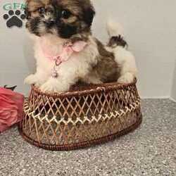 Little  Lishe/Shih Tzu									Puppy/Female	/7 Weeks,Hey folks… Just look at that adorable little face!!. She is sweet and precious n will make the perfect addition to your family. She is playful and smart and will bring you hours of entertainment and pure joy. If you would like to set up an appointment to meet or adopt this little girl, please text or call Barb. She will be vetted microchipped, u t d on shot n dewormer. Best time to reach me.Is monday through saturday. A non refundable deposit of one hundred and fifty dollars will hold the puppy for you.