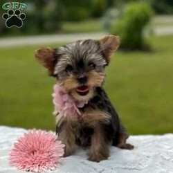 Beauty/Yorkie									Puppy/Female	/10 Weeks,Say hi to the cutest yorkie puppies! These sweet fur babies are just the cutest! They are vet checked, dewormed, vaccinated, and microchipped. They will go home with a puppy kit that includes their information and a bag of food that they are currently eating. There mama is Roberta and she weighs 5 pounds and daddy is Tucker and he weighs 4 pounds. 