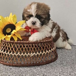 Handsome Hank/Shih Tzu									Puppy/Male	/7 Weeks,Hey folks ….. Meet Hank… I mean how seriously adorable is he. He will make the perfect addition to your family and bring you hours of entertainment and pure joy. He will be u t d on shots n dewormer vetted and microchipped as well. Both parents are very sweet. If you would like to set up an appointment to meet or adopt this little sweetheart, please text or call barb. A nonrefundable deposit of a $150 will hold the puppy for you. The best time to reach me is monday through saturday. 
