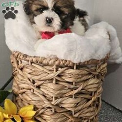 Handsome Hank/Shih Tzu									Puppy/Male	/7 Weeks,Hey folks ….. Meet Hank… I mean how seriously adorable is he. He will make the perfect addition to your family and bring you hours of entertainment and pure joy. He will be u t d on shots n dewormer vetted and microchipped as well. Both parents are very sweet. If you would like to set up an appointment to meet or adopt this little sweetheart, please text or call barb. A nonrefundable deposit of a $150 will hold the puppy for you. The best time to reach me is monday through saturday. 