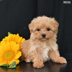 Marshal/Maltipoo									Puppy/Male	/May 11th, 2025,Our sweet Maltipoo puppies are looking for loving forever homes! These adorable little bundles of joy are a perfect mix of a 5-pound Toy Poodle mom and an 8-pound Maltese dad, giving them the best traits of both breeds—gentle, intelligent, and affectionate. They are family raised with lots of love and attention, making them well socialized and used to children and everyday household life.