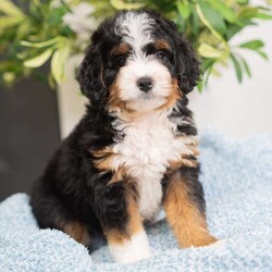 Rocky/Mini Bernedoodle									Puppy/Male	/16 Weeks,I’m Rocky! I’m an F1B Bernedoodle. It’s very nice to meet you. Are you looking for a lifelong companion? Look no further. I am here and just perfect for you. Trust me! I am very loyal, and I can make you smile with just the way I wag my tail. I have a wonderful disposition. Oh! Did I mention that I’m as healthy as can be? Oh, silly me! I’m up to date on my vaccinations and vet checked from head to tail. My parents are OFA Health Tested and Genetic Clear. Mom weights 60lbs and Dad 20lbs. My approximate adult weight would be 25-50lbs. I bet you are excited now, aren’t you? Well, call or text about me today!