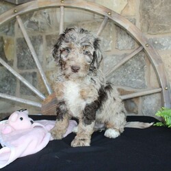 Jenny/Mini Labradoodle									Puppy/Female	/10 Weeks,Are you looking for a multigeneraltional Miniature Labradoodle puppy with a gorgeous colored hypoallergenic coat? This one-of-a-kind puppy is for you! Each puppy in this litter comes up to date on shots and dewormer and will be vet checked before going home. The mother is Jessica a 28lb 3rd Generation Miniature Labradoodle and the father is Trooper a 29lb Miniature Poodle! If you would like to learn more about our puppies contact Nancy today!