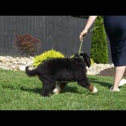 Rosco/Mini Bernedoodle									Puppy/Male	/16 Weeks,I’m Rosco! I’m an F1B Bernedoodle. It’s very nice to meet you. Are you looking for a lifelong companion? Look no further. I am here and just perfect for you. Trust me! I am very loyal, and I can make you smile with just the way I wag my tail. I have a wonderful disposition. Oh! Did I mention that I’m as healthy as can be? Oh, silly me! I’m up to date on my vaccinations and vet checked from head to tail. My parents are OFA Health Tested and Genetic Clear. Mom weights 60lbs and Dad 20lbs. My approximate adult weight would be 25-50lbs. I bet you are excited now, aren’t you? Well, call or text about me today!