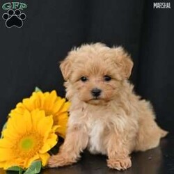 Marshal/Maltipoo									Puppy/Male	/May 11th, 2025,Our sweet Maltipoo puppies are looking for loving forever homes! These adorable little bundles of joy are a perfect mix of a 5-pound Toy Poodle mom and an 8-pound Maltese dad, giving them the best traits of both breeds—gentle, intelligent, and affectionate. They are family raised with lots of love and attention, making them well socialized and used to children and everyday household life.