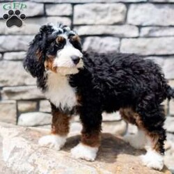 Rosco/Mini Bernedoodle									Puppy/Male	/16 Weeks,I’m Rosco! I’m an F1B Bernedoodle. It’s very nice to meet you. Are you looking for a lifelong companion? Look no further. I am here and just perfect for you. Trust me! I am very loyal, and I can make you smile with just the way I wag my tail. I have a wonderful disposition. Oh! Did I mention that I’m as healthy as can be? Oh, silly me! I’m up to date on my vaccinations and vet checked from head to tail. My parents are OFA Health Tested and Genetic Clear. Mom weights 60lbs and Dad 20lbs. My approximate adult weight would be 25-50lbs. I bet you are excited now, aren’t you? Well, call or text about me today!