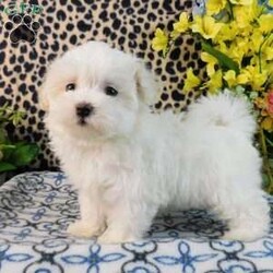 Charmin/Maltipoo									Puppy/Female	/8 Weeks,Check out this super cute Maltipoo puppy, Charmin! This sweetheart is vet checked and up to date on shots & wormer. She is registered, plus comes with a health guarantee provided by the breeder! Charmin is well socialized & currently being family raised with children! If you would like more information on this cutie, please contact Glenn & Miriam Fox today!