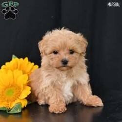 Marshal/Maltipoo									Puppy/Male	/May 11th, 2025,Our sweet Maltipoo puppies are looking for loving forever homes! These adorable little bundles of joy are a perfect mix of a 5-pound Toy Poodle mom and an 8-pound Maltese dad, giving them the best traits of both breeds—gentle, intelligent, and affectionate. They are family raised with lots of love and attention, making them well socialized and used to children and everyday household life.