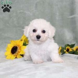 Pretty/Bichon Frise									Puppy/Female	/11 Weeks,Here comes a gorgeous AKC Bichon Frise puppy who is already started on potty training and crate training!  This pup will be small as an adult about 9-12lbs. This cutie is born to parents who are Genetically Tested for breed specific hereditary issues and their results show that this litter of puppies will not have any issues that will adversely affect their health. While other Bichons may suffer from health issues as they age, this pup has no predispositions to breed specific health concerns!  Each pup in this litter is up to date on shots and dewormer and vet checked and well socialized with children, teens, adults, and other puppies! We offer the option for  a 1 Year Genetic Health Guarantee! This puppy can have AKC papers and be microchipped for an extra fee!