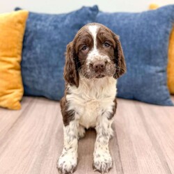 Susie/English Springer Spaniel									Puppy/Female	/6 Weeks,Meet Susie! This sweet and adorable English Springer Spaniel is looking for a forever family!