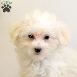 Dexter/Maltese									Puppy/Male	/9 Weeks,Meet Dexter, a sweet Maltese puppy with a soft coat! This charming little guy is well-socialized, and both of his parents are available to meet. Dexter comes home vet checked, up to date on shots & wormer, and with a 1-year genetic health guarantee. Also, he can be registered with the ACA.