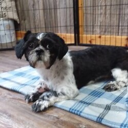 Blackberry/Shih Tzu									Puppy/Male	/9 Weeks,Meet Blackberry! This adorable Shih Tzu puppy is vet checked and up to date on shots & wormer. Blackberry is registered, plus comes with a health guarantee provided by the breeder! Blackberry is well socialized & currently being family raised with children! If you would like more information on this sweetheart, please contact Glenn & Miriam Fox today!