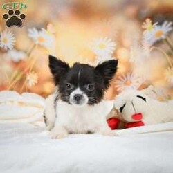 Waffles/Chihuahua									Puppy/Male	/21 Weeks,Meet Waffles a cute fun loving puppy. He loves to play and is always looking for an adventure. Call or text to meet him.