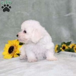 Pretty/Bichon Frise									Puppy/Female	/11 Weeks,Here comes a gorgeous AKC Bichon Frise puppy who is already started on potty training and crate training!  This pup will be small as an adult about 9-12lbs. This cutie is born to parents who are Genetically Tested for breed specific hereditary issues and their results show that this litter of puppies will not have any issues that will adversely affect their health. While other Bichons may suffer from health issues as they age, this pup has no predispositions to breed specific health concerns!  Each pup in this litter is up to date on shots and dewormer and vet checked and well socialized with children, teens, adults, and other puppies! We offer the option for  a 1 Year Genetic Health Guarantee! This puppy can have AKC papers and be microchipped for an extra fee!
