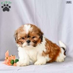 Laurel/Shih Tzu									Puppy/Female	/9 Weeks,Our adorable Shih Tzu puppies are looking for loving forever homes! These sweet little companions are family raised , where they receive plenty of love, attention, and early socialization. They’re used to children and everyday household activity, making them well-adjusted and ready to become a cherished part of your family.