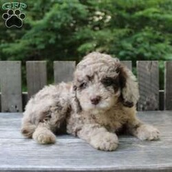 Karl/Mini Labradoodle									Puppy/Male	/9 Weeks,Meet this charming Miniature Goldendoodle puppy who loves people and enjoys attention! This friendly little cutie pie will come up to date on shots and dewormer and will be vet checked before going home. This puppy will remain small and easy to manage its entire life! If you are looking for a well socialized puppy who is easy to train, fun to groom, and a joy to play with contact Mary today! 