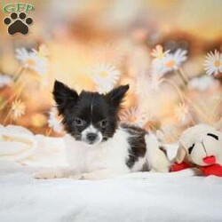 Waffles/Chihuahua									Puppy/Male	/21 Weeks,Meet Waffles a cute fun loving puppy. He loves to play and is always looking for an adventure. Call or text to meet him.