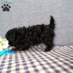 Kole/Havapoo									Puppy/Male	/8 Weeks,Hi, im a Havapoo puppy. I am looking forward to meeting you! I am up to date with my immunizations, my wormer medications, and I have a Micro-chip so that I can be easily identified if I ever become lost! 