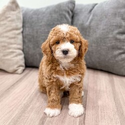 Frankie/Mini Labradoodle									Puppy/Male	/7 Weeks,Meet Frankie! This sweet and adorable F1BB Mini Labradoodle is looking for a forever family!