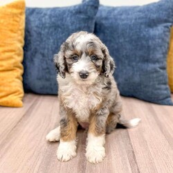 Elvis/Mini Sheepadoodle									Puppy/Male	/8 Weeks,Meet Elvis! This sweet and adorable F1B Mini Sheepadoodle is looking for a forever family!
