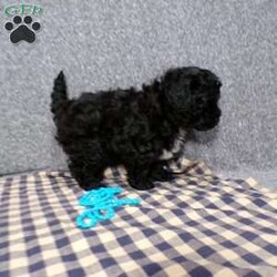 Kole/Havapoo									Puppy/Male	/8 Weeks,Hi, im a Havapoo puppy. I am looking forward to meeting you! I am up to date with my immunizations, my wormer medications, and I have a Micro-chip so that I can be easily identified if I ever become lost! 