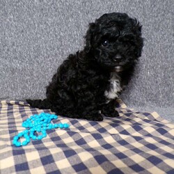 Kole/Havapoo									Puppy/Male	/8 Weeks,Hi, im a Havapoo puppy. I am looking forward to meeting you! I am up to date with my immunizations, my wormer medications, and I have a Micro-chip so that I can be easily identified if I ever become lost! 