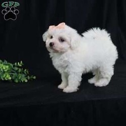 Nora (Tiny)/Bichon Frise									Puppy/Female	/9 Weeks,Meet Nora, our precious Bichon Frise puppy with a snow-white, cloud-soft coat that’s as cuddly as it looks. At first, Nora is a bit shy—she watches the world with wide, curious eyes, taking her time to feel safe. But once she knows you, her timid nature melts away, revealing an overwhelming and heart-melting love. She’ll follow you from room to room, eager for snuggles, gentle affection, and cozy lap time. Nora isn’t just adorable—she’s a loyal little companion who blossoms into a devoted best friend. Her gentle spirit and loving heart make every moment with her truly special.