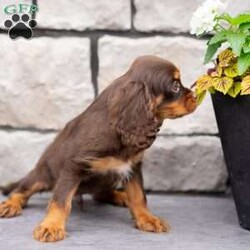 Parker/Cavalier King Charles Spaniel									Puppy/Male	/18 Weeks, Born to Cherie and Crème Brûlée, Parker is a sweet and affectionate Cavalier boy with a calm, loving spirit. Whether he’s curled up in your lap or following you around the house, Parker is all about companionship and connection. He’s ready to grow into someone’s loyal lifelong friend.