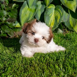 Brody/Shih Tzu									Puppy/Male	/9 Weeks,Lovely puppy looking for his forever home. Friendly, healthy, up to date on all shots and worming. All Sunday calls will be returned Monday.