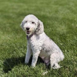 Elvis/Mini Sheepadoodle									Puppy/Male	/8 Weeks,Meet Elvis! This sweet and adorable F1B Mini Sheepadoodle is looking for a forever family!