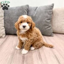 Frankie/Mini Labradoodle									Puppy/Male	/7 Weeks,Meet Frankie! This sweet and adorable F1BB Mini Labradoodle is looking for a forever family!