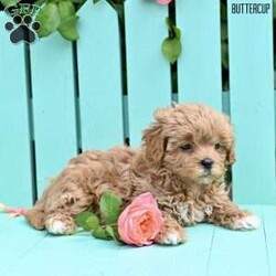 Buttercup/Shih-Poo									Puppy/Female	/7 Weeks,Meet our adorable Shih Poo puppies—an irresistible mix of Shih Tzu and Poodle—looking for loving forever homes! These sweet, affectionate pups are family raised with lots of love and care, ensuring they are well socialized and used to the everyday sights and sounds of a busy household. They’ve been around children and other pets, making them the perfect companions for any family setting.