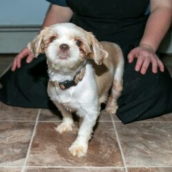 Brody/Shih Tzu									Puppy/Male	/9 Weeks,Lovely puppy looking for his forever home. Friendly, healthy, up to date on all shots and worming. All Sunday calls will be returned Monday.