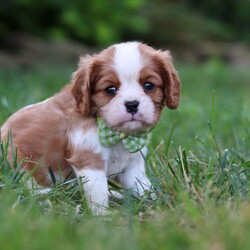 Rocky/Cavalier King Charles Spaniel									Puppy/Male	/6 Weeks,Say hello to Rocky! This handsome AKC-registered Cavalier King Charles Spaniel is as sweet as they come, with a lovable personality and a heart full of affection. With his beautiful, silky coat and those big, soulful eyes, he has a natural charm that melts hearts instantly. Whether he’s curled up in your arms, trotting after you with a happy tail wag or investigating his surroundings with gentle curiosity, this little gentleman brings joy wherever he goes.